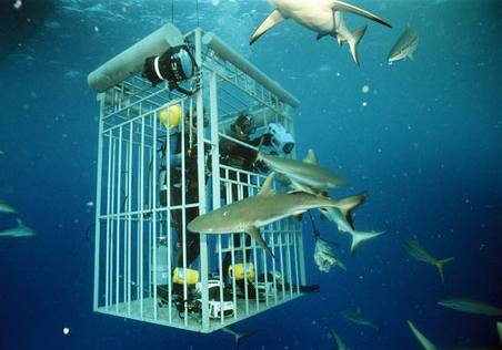 Turistický výlet za žraloky (ilustrační foto)